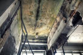 Mold Odor Removal Services in Stockdale, TX